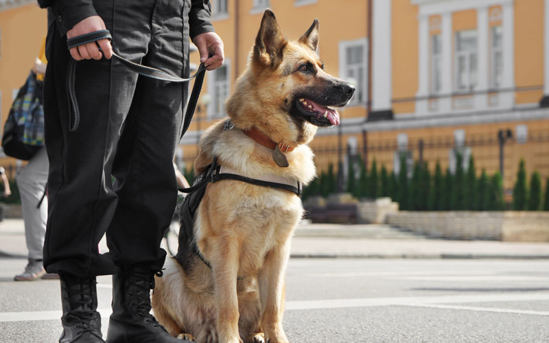 Guard Dog Security Services